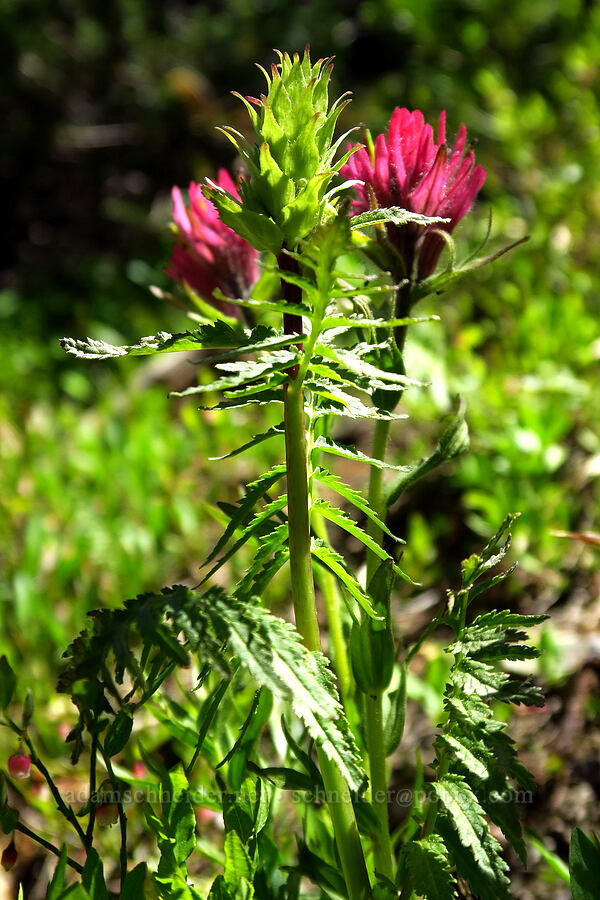 bracted lousewort & magenta paintbrush (Pedicularis bracteosa, Castilleja parviflora var. oreopola) [Mt. Aix Trail, William O. Douglas Wilderness, Yakima County, Washington]