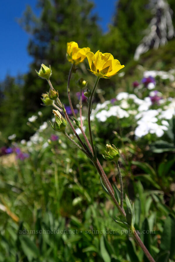 blue-leaf cinquefoil (Potentilla glaucophylla (Potentilla diversifolia var. glaucophylla)) [Mt. Aix Trail, William O. Douglas Wilderness, Yakima County, Washington]