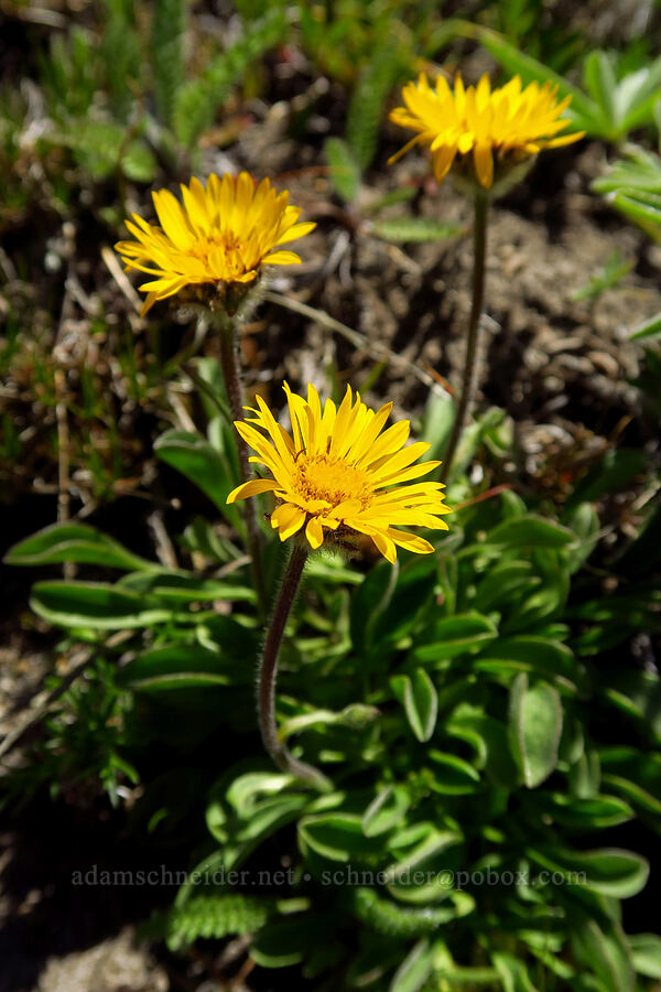 golden fleabane (Erigeron aureus) [Mt. Aix Trail, William O. Douglas Wilderness, Yakima County, Washington]