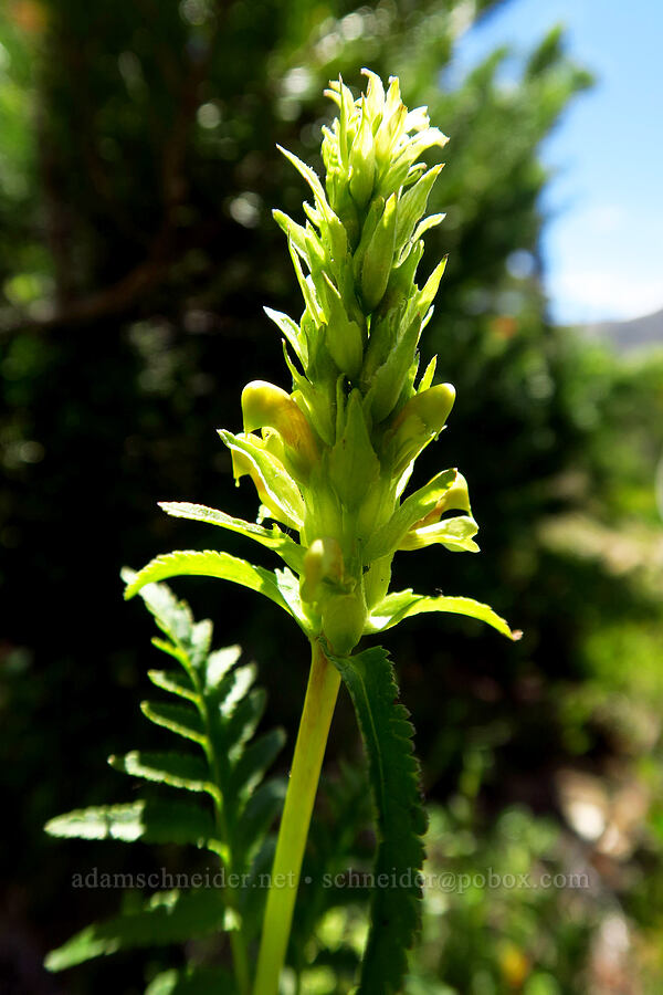 bracted lousewort (Pedicularis bracteosa) [Mt. Aix Trail, William O. Douglas Wilderness, Yakima County, Washington]