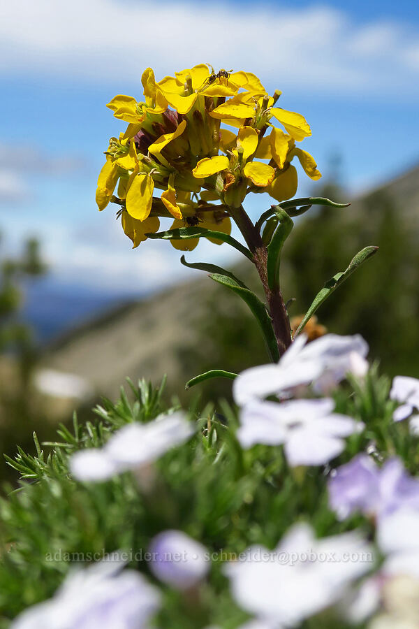 wallflower & phlox (Erysimum capitatum, Phlox diffusa) [Mt. Aix Trail, William O. Douglas Wilderness, Yakima County, Washington]