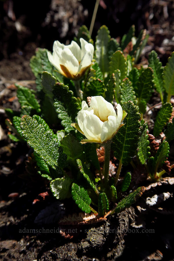 Hooker's mountain-avens (Dryas hookeriana (Dryas octopetala ssp. hookeriana)) [Mt. Aix Trail, William O. Douglas Wilderness, Yakima County, Washington]