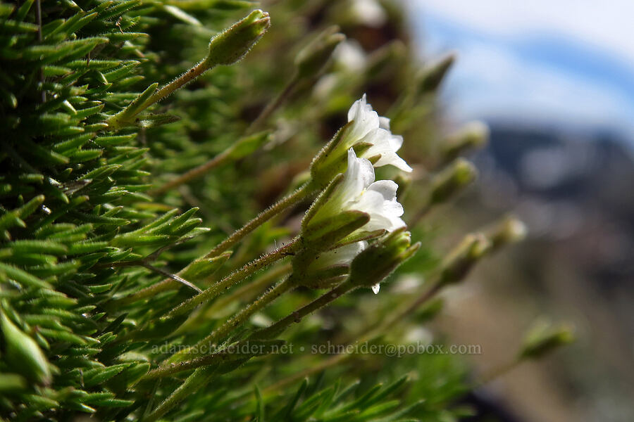 alpine sandwort/stitchwort (Minuartia obtusiloba (Cherleria obtusiloba) (Arenaria obtusiloba)) [Mt. Aix Trail, William O. Douglas Wilderness, Yakima County, Washington]