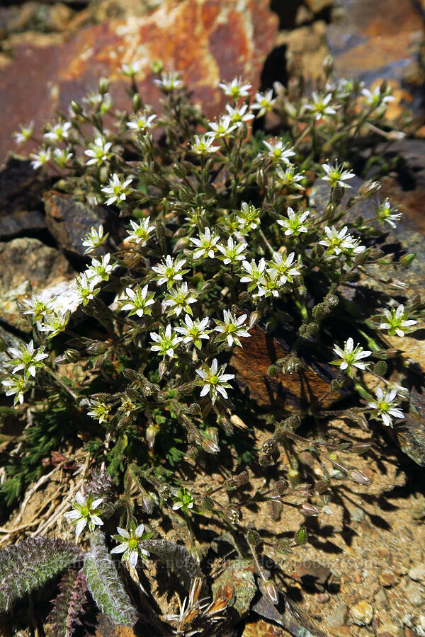 Nuttall's sandwort (Minuartia nuttallii (Sabulina nuttallii) (Arenaria nuttallii)) [Mt. Aix Trail, William O. Douglas Wilderness, Yakima County, Washington]