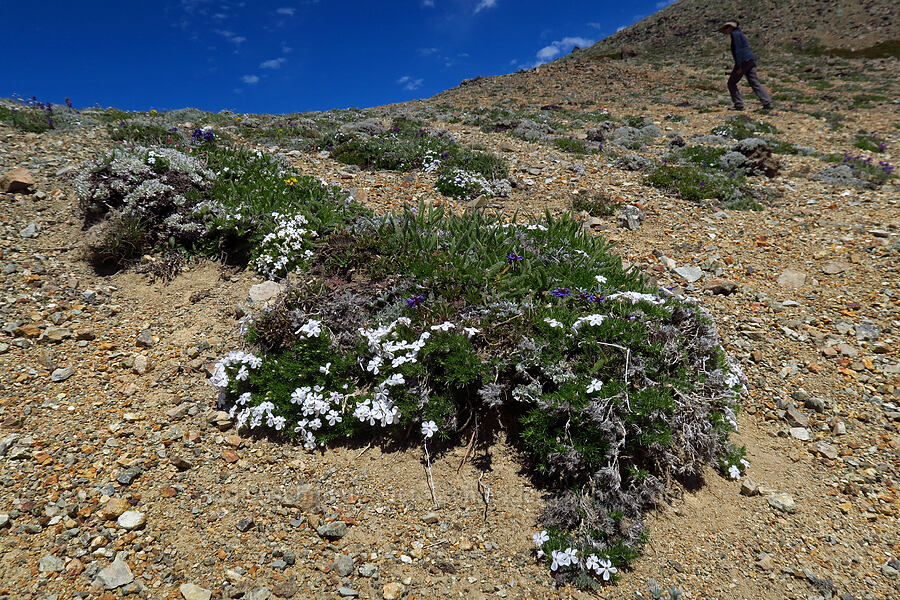 spreading phlox (Phlox diffusa) [Mt. Aix Trail, William O. Douglas Wilderness, Yakima County, Washington]