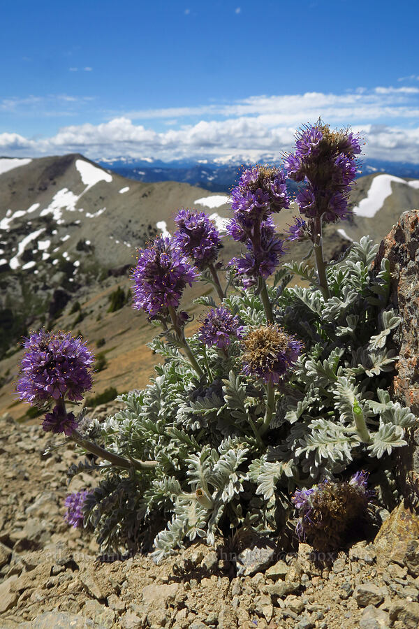 silky phacelia (Phacelia sericea) [Mt. Aix, William O. Douglas Wilderness, Yakima County, Washington]