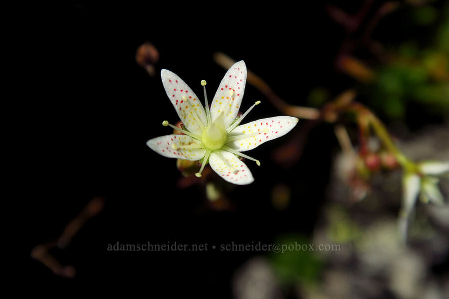 spotted saxifrage (Saxifraga bronchialis ssp. austromontana (Saxifraga austromontana)) [Mt. Aix Trail, William O. Douglas Wilderness, Yakima County, Washington]