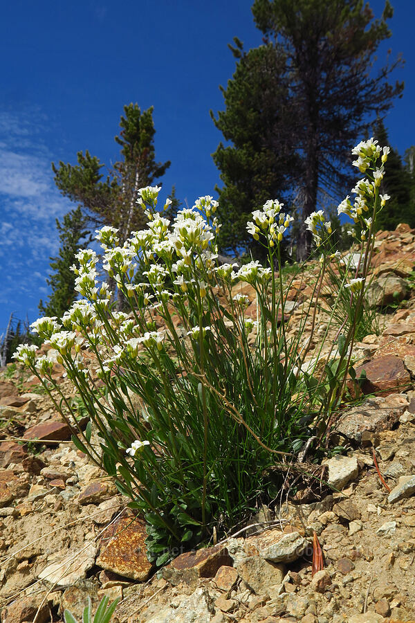 white rock-cress (Arabis sp.) [Mt. Aix Trail, William O. Douglas Wilderness, Yakima County, Washington]
