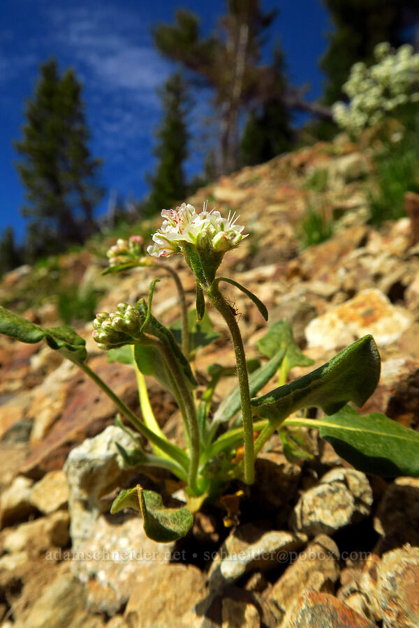 alpine buckwheat (Eriogonum pyrolifolium) [Mt. Aix Trail, William O. Douglas Wilderness, Yakima County, Washington]