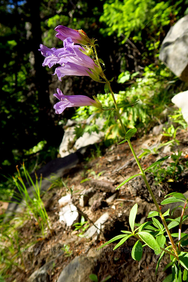 shrubby penstemon (Penstemon fruticosus var. fruticosus) [Mt. Aix Trail, William O. Douglas Wilderness, Yakima County, Washington]