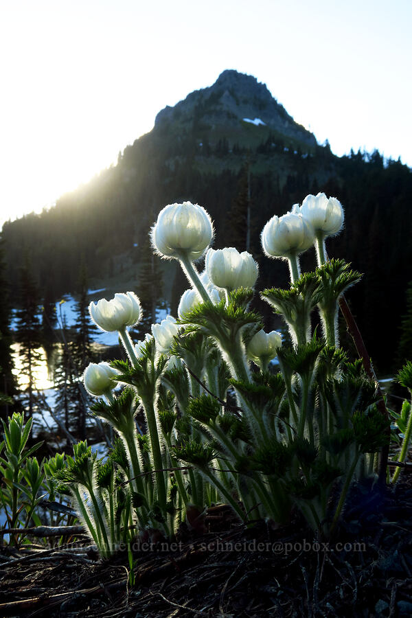 western pasqueflowers & Yakima Peak (Anemone occidentalis) [Tipsoo Lake, Mt. Rainier National Park, Pierce County, Washington]