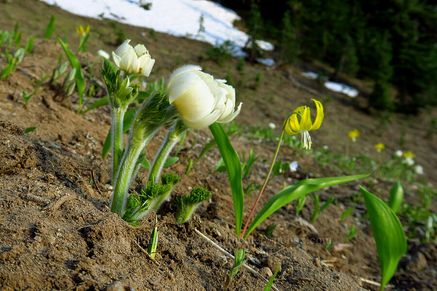 pasqueflowers & glacier lilies (Anemone occidentalis, Erythronium grandiflorum) [Tipsoo Lake, Mt. Rainier National Park, Pierce County, Washington]
