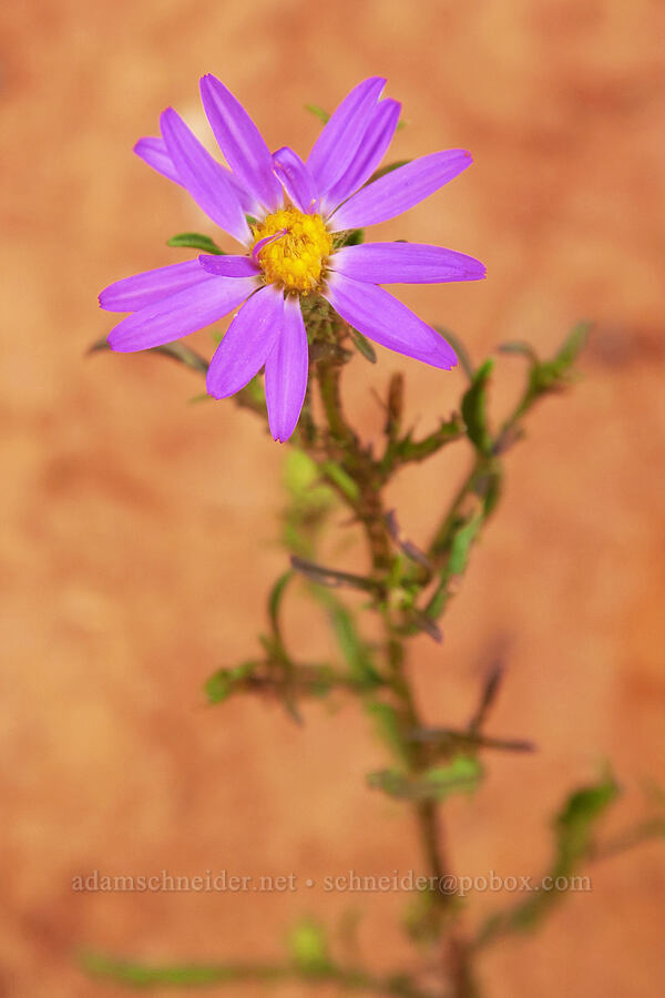 hoary aster (Dieteria canescens) [Salt Creek Overlook, Uinta-Wasatch-Cache National Forest, Juab County, Utah]