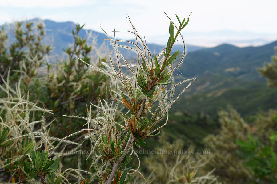 curl-leaf mountain mahogany (Cercocarpus ledifolius) [Salt Creek Overlook, Uinta-Wasatch-Cache National Forest, Juab County, Utah]
