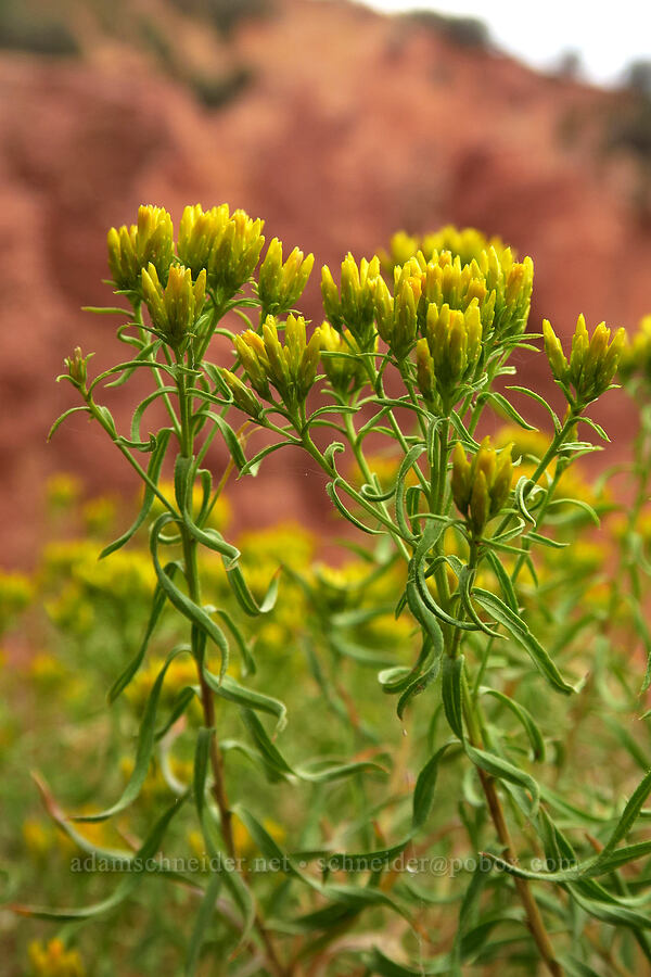 yellow rabbitbrush (Chrysothamnus viscidiflorus (Ericameria viscidiflora)) [Devil's Kitchen Viewpoint, Uinta-Wasatch-Cache National Forest, Juab County, Utah]
