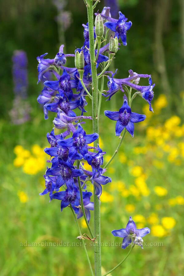 Barbey's larkspur (Delphinium barbeyi) [Forest Road 160, Uinta-Wasatch-Cache National Forest, Utah County, Utah]