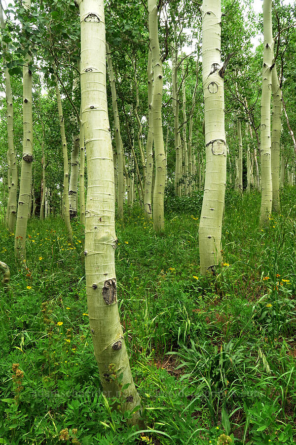 aspen garden (Populus tremuloides) [Forest Road 160, Uinta-Wasatch-Cache National Forest, Utah County, Utah]