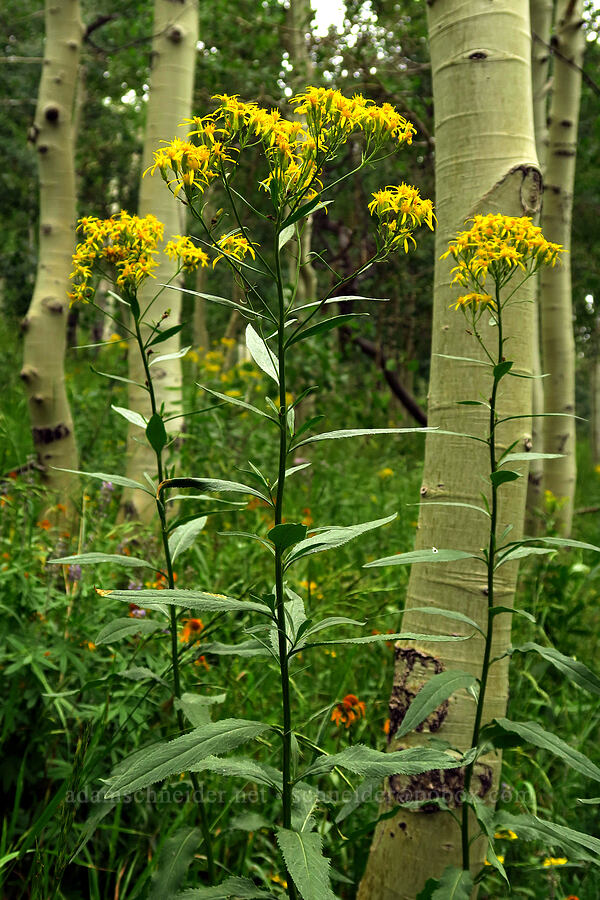 serrated ragwort (sawtooth groundsel) (Senecio serra) [Forest Road 160, Uinta-Wasatch-Cache National Forest, Utah County, Utah]