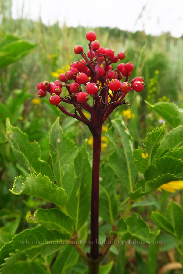 red elderberries (Sambucus racemosa) [North Peak Trail, Mount Nebo Wilderness, Utah County, Utah]