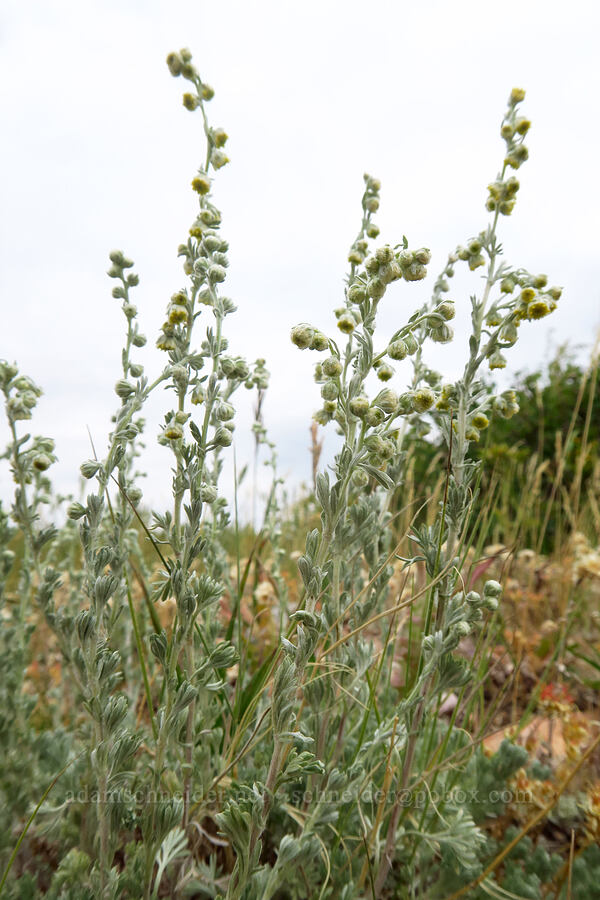 gray sagewort (Artemisia ludoviciana) [North Peak Trail, Mount Nebo Wilderness, Utah County, Utah]