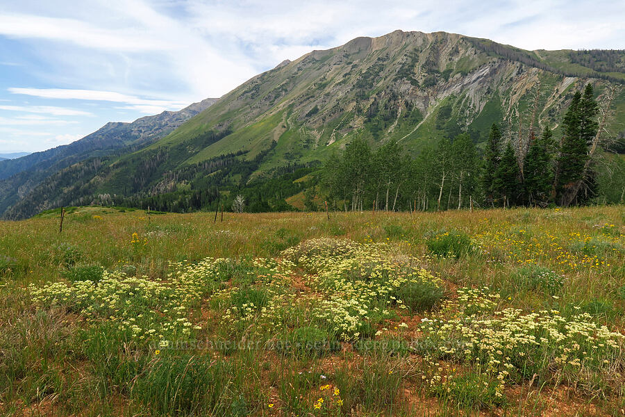 wild buckwheat & North Peak (Eriogonum sp.) [North Peak Trail, Mount Nebo Wilderness, Utah County, Utah]