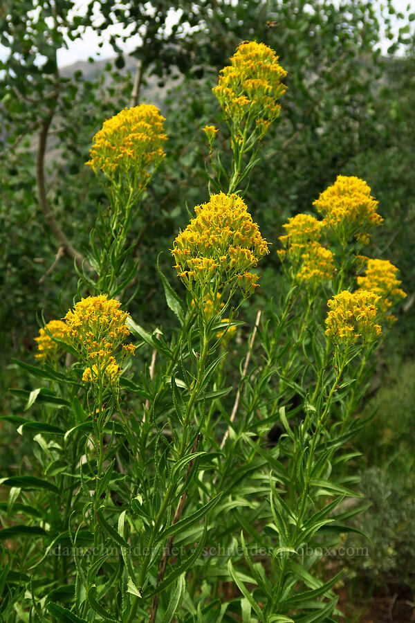 serrated ragwort (sawtooth groundsel) (Senecio serra) [North Peak Trail, Mount Nebo Wilderness, Utah County, Utah]