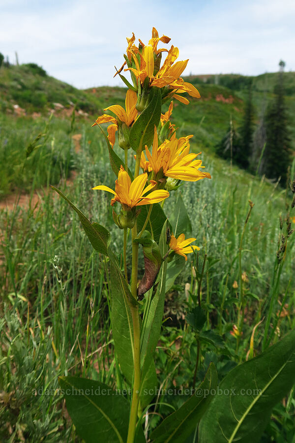 mule's ears (Wyethia amplexicaulis) [North Peak Trail, Mount Nebo Wilderness, Utah County, Utah]