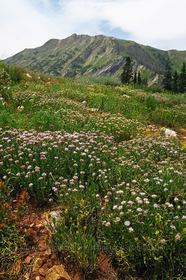 mountain pennyroyal (coyote mint) (Monardella odoratissima) [North Peak Trail, Mount Nebo Wilderness, Juab County, Utah]