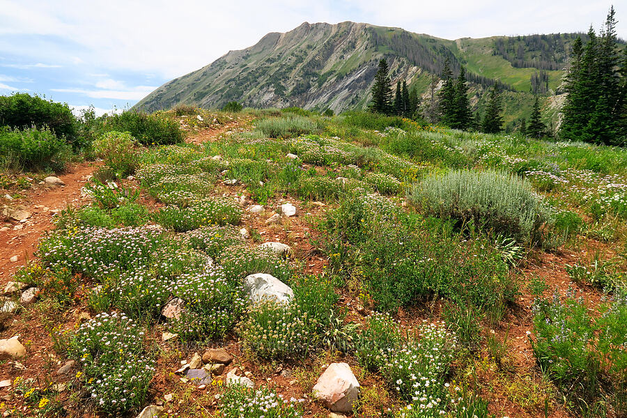 wildflowers [North Peak Trail, Mount Nebo Wilderness, Juab County, Utah]