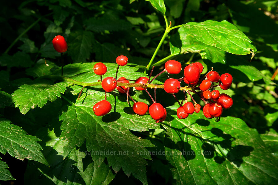 baneberries (Actaea rubra) [Timpooneke Trail, Mount Timpanogos Wilderness, Utah County, Utah]
