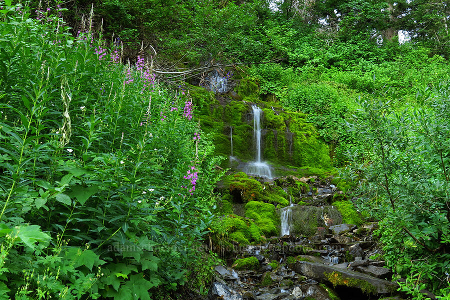 fireweed and a tiny trailside waterfall (Chamerion angustifolium (Chamaenerion angustifolium) (Epilobium angustifolium)) [Timpooneke Trail, Mount Timpanogos Wilderness, Utah County, Utah]