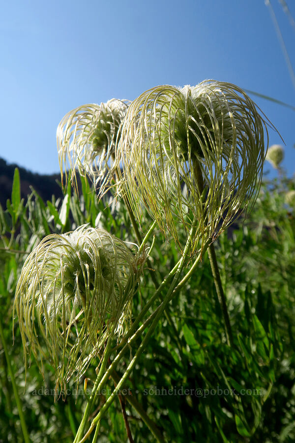 hairy clematis (Clematis hirsutissima) [Timpooneke Trail, Mount Timpanogos Wilderness, Utah County, Utah]