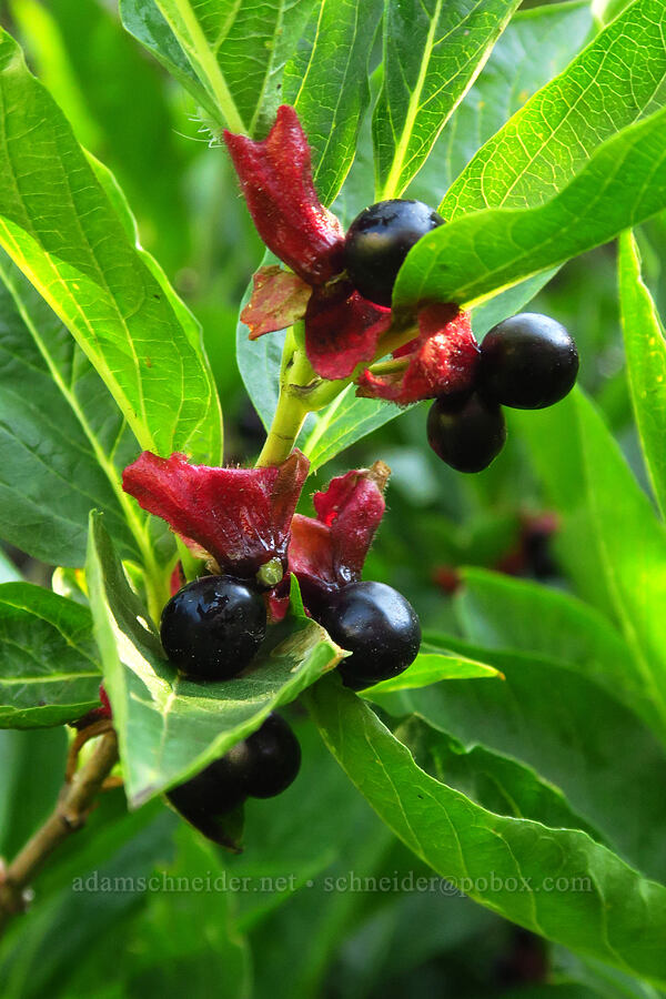 black twinberry (Lonicera involucrata) [Timpooneke Trail, Mount Timpanogos Wilderness, Utah County, Utah]
