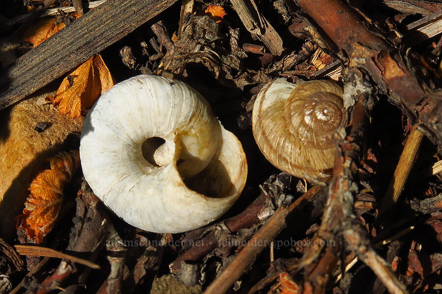 mountain-snail shells (Oreohelix sp.) [Timpooneke Trail, Mount Timpanogos Wilderness, Utah County, Utah]