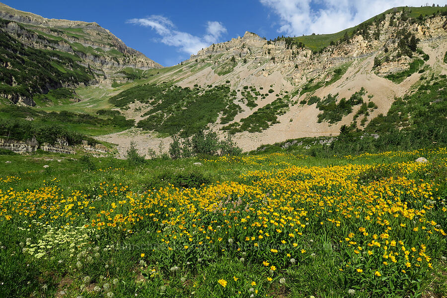 false sunflower (one-flower helianthella) (Helianthella uniflora) [Timpooneke Trail, Mount Timpanogos Wilderness, Utah County, Utah]