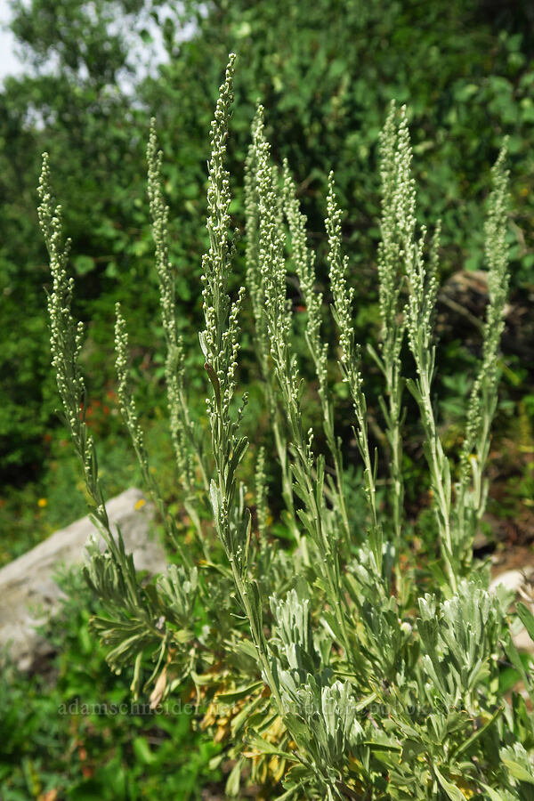 sagebrush, budding (Artemisia tridentata) [Timpooneke Trail, Mount Timpanogos Wilderness, Utah County, Utah]