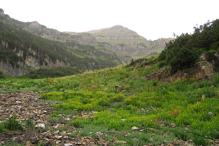 rainy wildflowers [Timpooneke Trail, Mount Timpanogos Wilderness, Utah County, Utah]