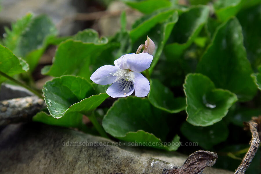 hooked violet (Viola adunca) [Timpooneke Trail, Mount Timpanogos Wilderness, Utah County, Utah]