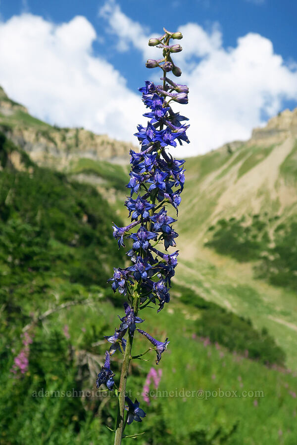 larkspur (Delphinium sp.) [Timpooneke Trail, Mount Timpanogos Wilderness, Utah County, Utah]