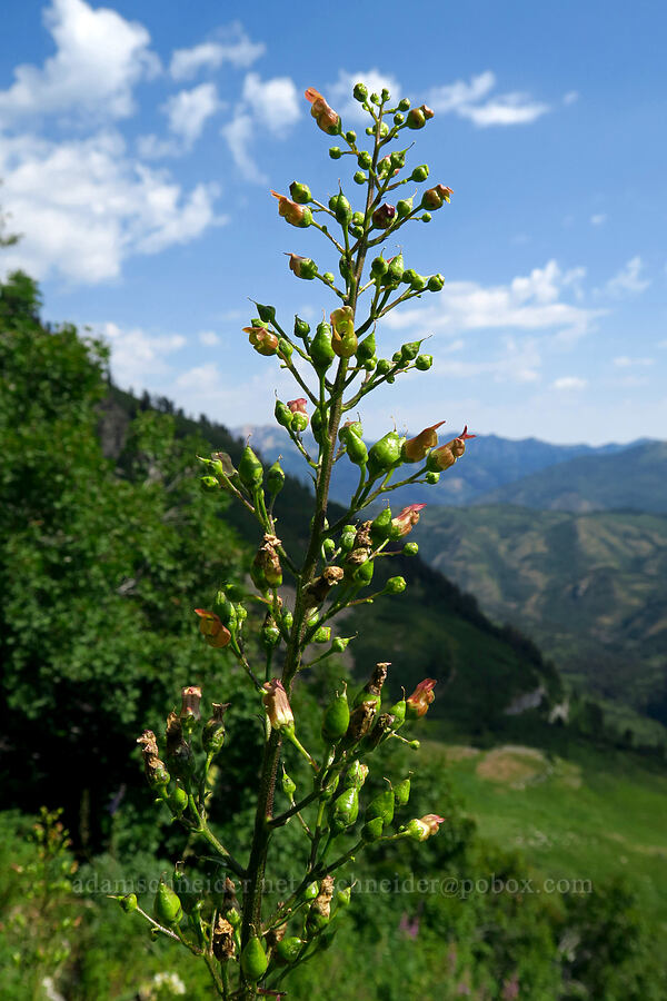 lance-leaf figwort (Scrophularia lanceolata) [Timpooneke Trail, Mount Timpanogos Wilderness, Utah County, Utah]