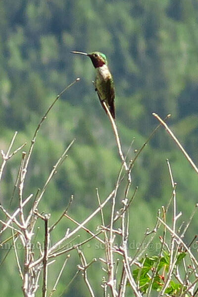 broad-tailed hummingbird (Selasphorus platycercus) [Timpooneke Trail, Mount Timpanogos Wilderness, Utah County, Utah]