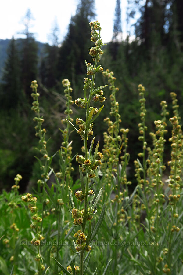 lemon sagewort (Artemisia michauxiana) [Timpooneke Trail, Mount Timpanogos Wilderness, Utah County, Utah]