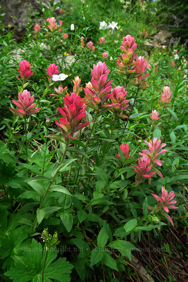 rosy paintbrush (Castilleja rhexiifolia) [Timpooneke Trail, Mount Timpanogos Wilderness, Utah County, Utah]