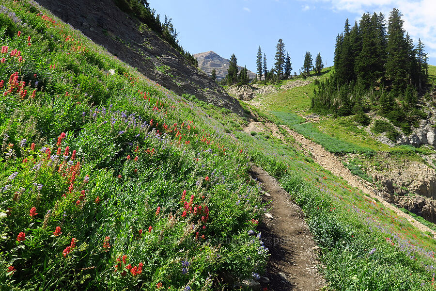 wildflowers & Mt. Timpanogos' summit [Timpooneke Trail, Mount Timpanogos Wilderness, Utah County, Utah]