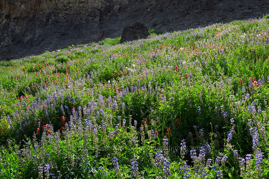 wildflowers (Lupinus argenteus, Castilleja rhexiifolia, Aquilegia coerulea var. ochroleuca) [Timpooneke Trail, Mount Timpanogos Wilderness, Utah County, Utah]