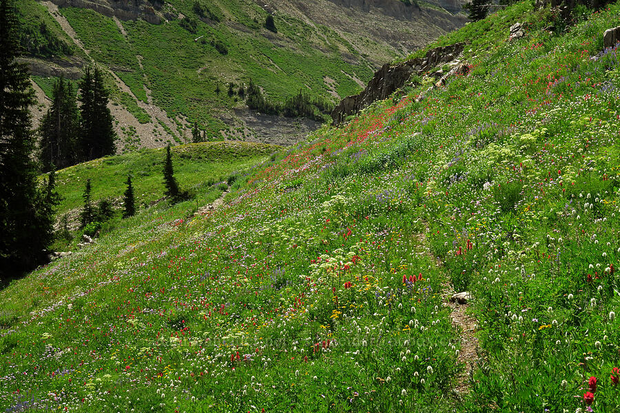 wildflowers [Timpooneke Trail, Mount Timpanogos Wilderness, Utah County, Utah]