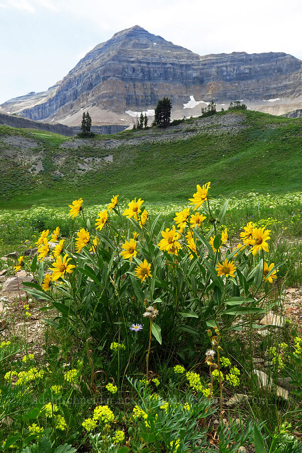 false sunflower (one-flower helianthella) (Helianthella uniflora) [Timpooneke Trail, Mount Timpanogos Wilderness, Utah County, Utah]