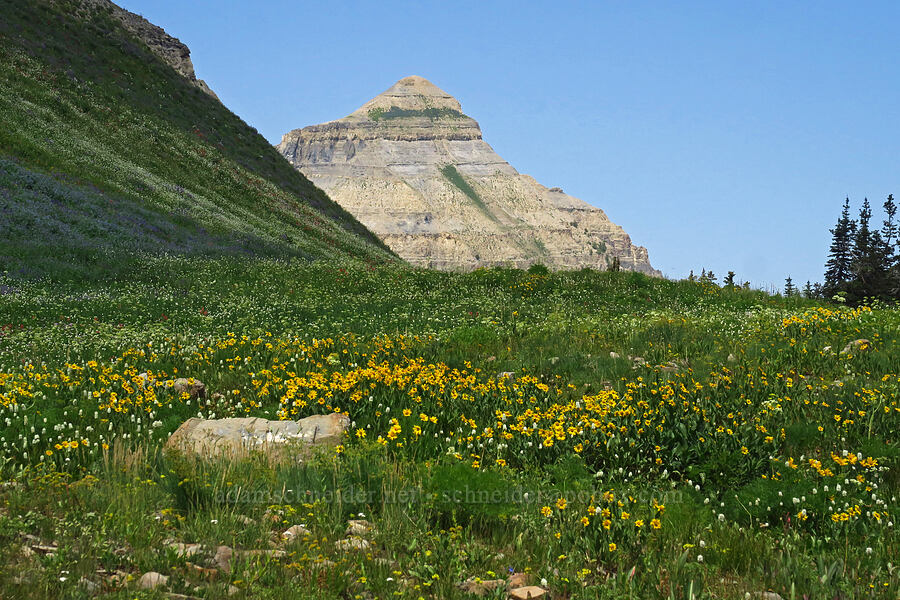 wildflowers (Helianthella uniflora, Bistorta bistortoides (Polygonum bistortoides), Lupinus argenteus, Castilleja rhexiifolia) [Timpooneke Trail, Mount Timpanogos Wilderness, Utah County, Utah]