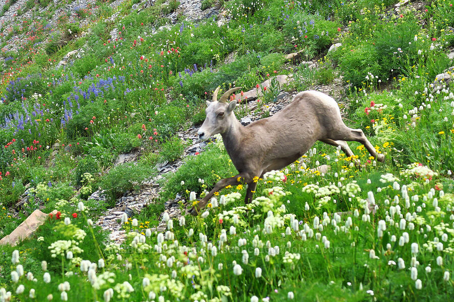 bighorn sheep ewe & wildflowers (Ovis canadensis canadensis) [Timpooneke Trail, Mount Timpanogos Wilderness, Utah County, Utah]