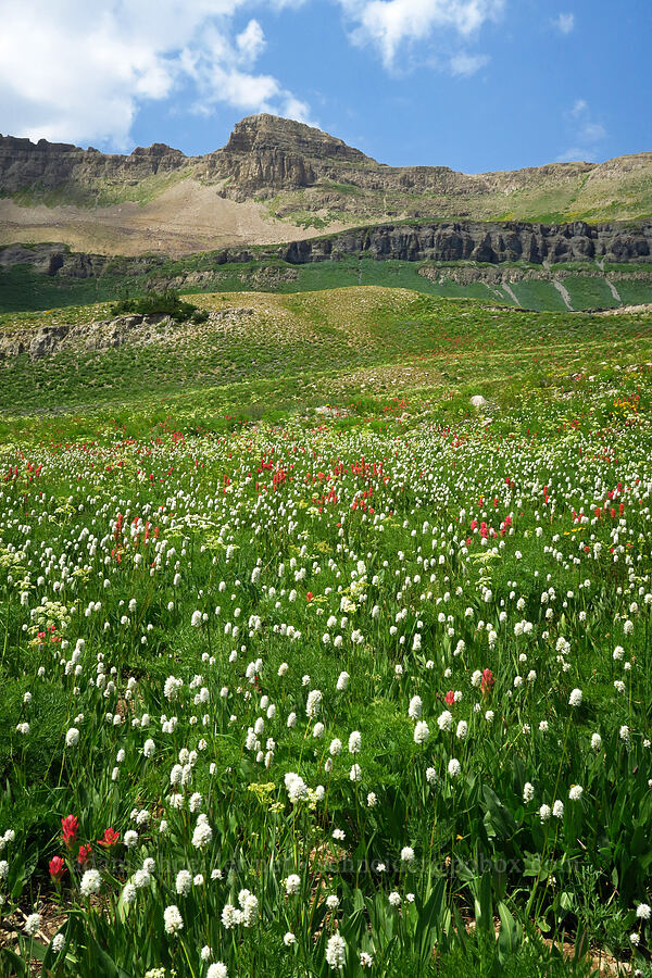 wildflowers (Castilleja rhexiifolia, Bistorta bistortoides (Polygonum bistortoides), Ligusticum filicinum) [Timpanogos Summit Trail, Mount Timpanogos Wilderness, Utah County, Utah]